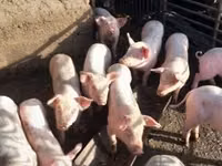 Eber, Schweine — Foto 3
