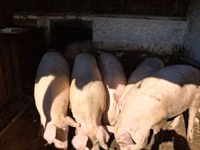 Säue, Schweine — Foto 2