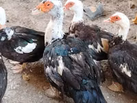 Ducks — फ़ोटो 2