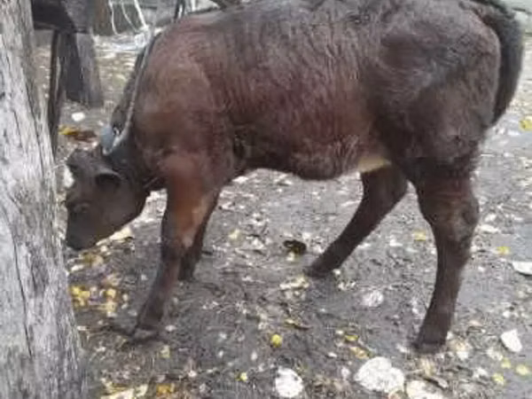 Cow, Cattle