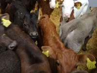 Toro, Ganado vacuno — foto 2