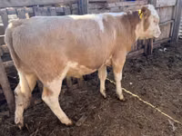 सांड, Simmental cattle — फ़ोटो 2