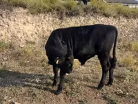 Toro, Ganado vacuno — foto 3