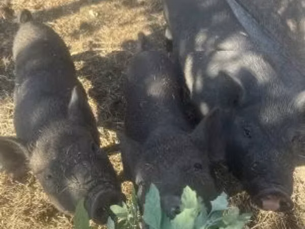 नर सूअर, 