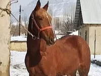 घोड़ा, Karabair horse — फ़ोटो 3