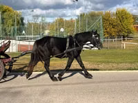 Caballo, Caballos — foto 7