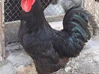 Chickens — फ़ोटो 2