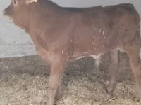 Toro, Vaca Limousin — foto 4