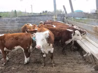 Toro, Vaca kazaja de cabeza blanca — foto 1