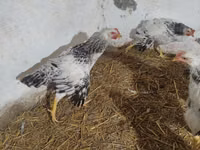Chickens — photo 3