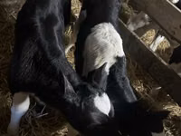 Bulle, Russian Black pied cattle — Foto 5