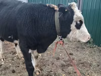 Bulle, Russian Black pied cattle — Foto 2