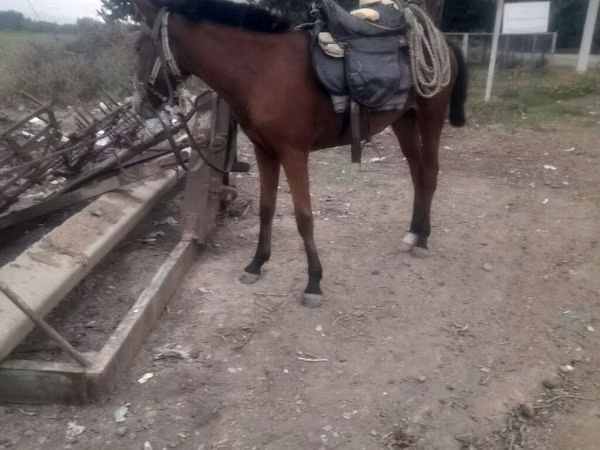 母马, Karabakh horse