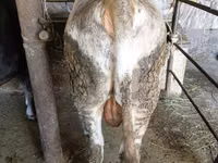 公牛, Swiss cattle — 照片 8