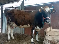 بقرة, Simmental cattle — الصورة 1