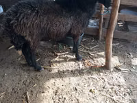 Хуц, Karakul sheep — 2 зураг
