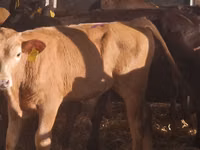 Cattle (batch, sex not specified), Simmental cattle — photo 8