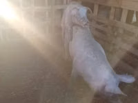 मादा सूअर — फ़ोटो 1
