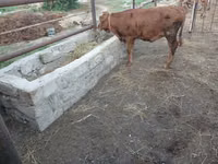 गाय, Simmental cattle — फ़ोटो 5