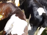 أبقار (دفعة، الجنس غير محدد), Russian Black pied cattle — الصورة 3