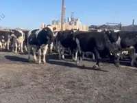 गाय, गोलस्टीन नस्ल — फ़ोटो 4
