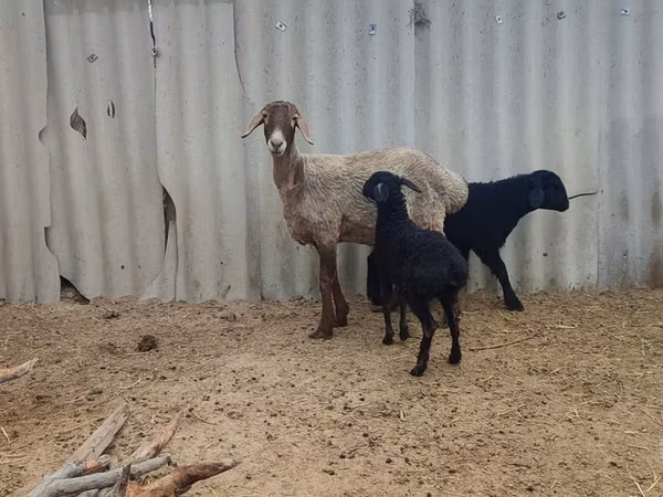 Хонь, Arashan sheep