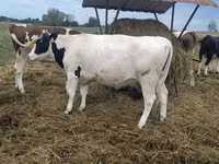 Cow, Holstein breed — photo 3