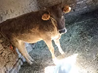 بقرة, Swiss cattle — الصورة 1