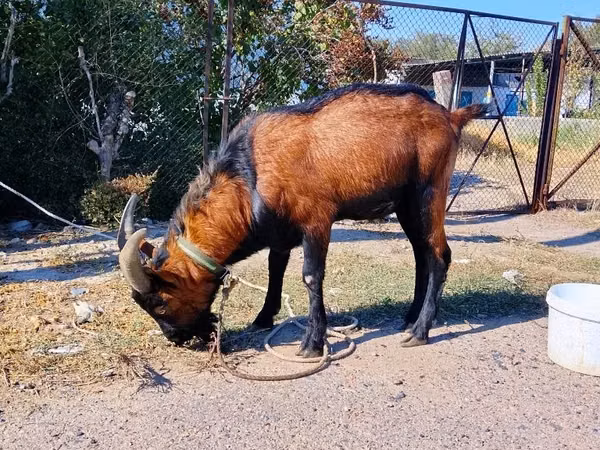 बकरा, Alpine goat