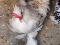 Chickens — 3 зураг