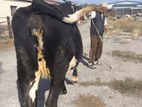 母牛, Russian Black pied cattle — 照片 7