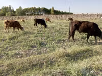 Cattle (batch, sex not specified), Cattle — photo 4