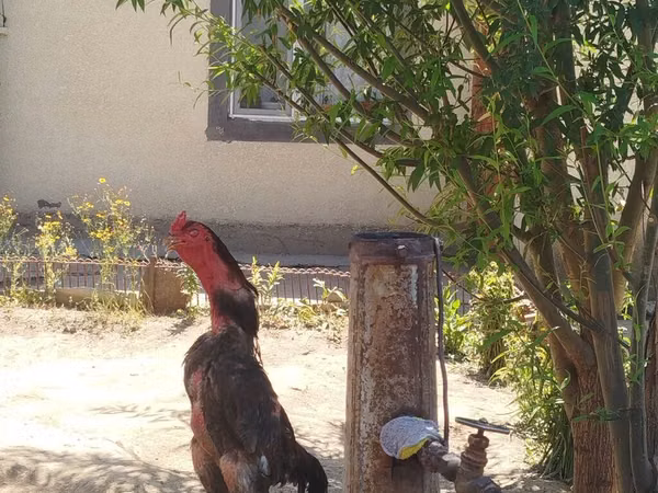 Chickens