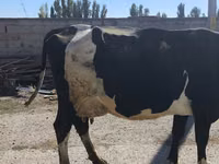 Kuh, Holstein-Rasse — Foto 5