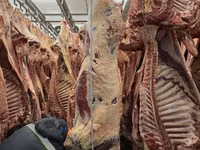 Туша, полутуша говядина халяль в наличии — الصورة 3