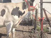 母牛, Russian Black pied cattle — 照片 1