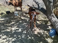 Cow, Cattle — photo 4