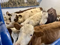Kuh, Simmental cattle — Foto 5
