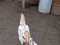 Chickens — photo 2