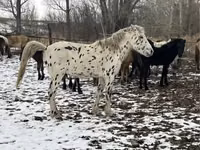 公马, Mugalzhar horse — 照片 2