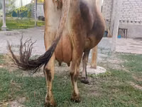 Cow, Cattle — photo 2