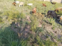 Cabras (lote, sexo no especificado), Cabras — foto 2
