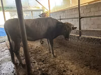 母牛, Swiss cattle — 照片 6