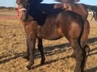 Адуу, Percheron — 5 зураг