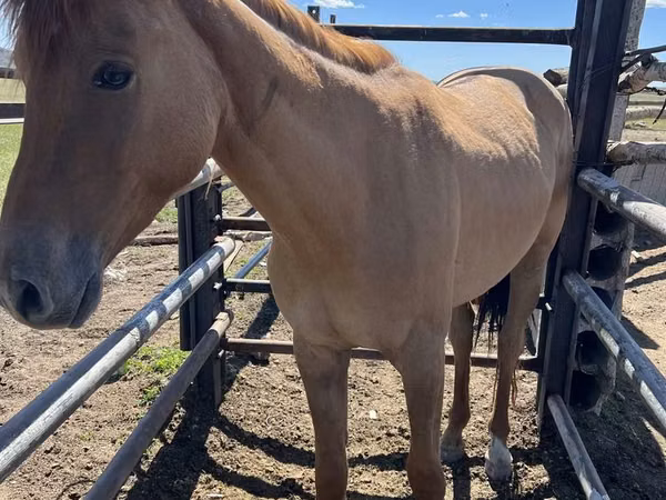Адуу, Kazakh horse