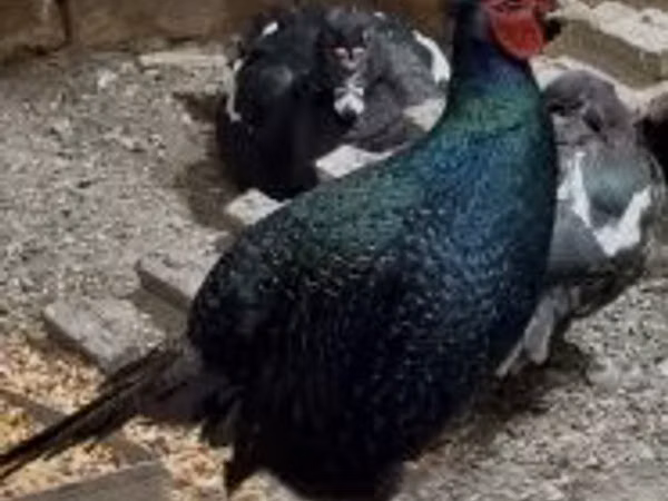 Danish hen