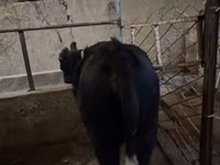 母牛, Cattle — 照片 3