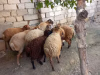 Oveja, Ovejas — foto 1