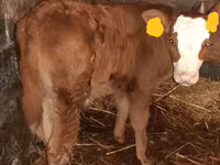 Rinder (Partie, Geschlecht nicht angegeben), Hereford — Foto 2