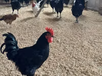Australorp — Foto 4